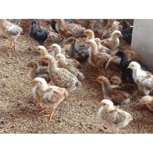 One Month Old Vanaraja Chicks