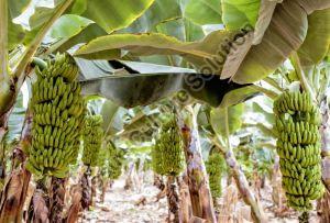 Banana Tissue Cultured Plants 10cavities