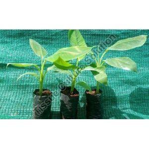 banana tissue culture plants