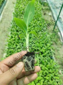 Primary Hardened Banana Tissue Culture Plant