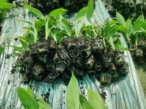 Primary Hardened Banana Tissue Culture Plant