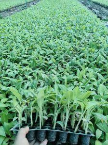 Primary Hardened Banana Tissue Culture Plant