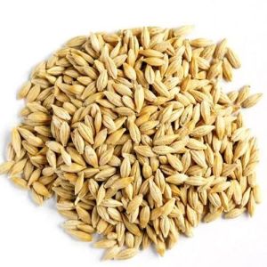 barley grain
