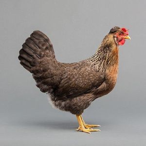 Live Country Chicken