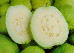 A Grade Guava
