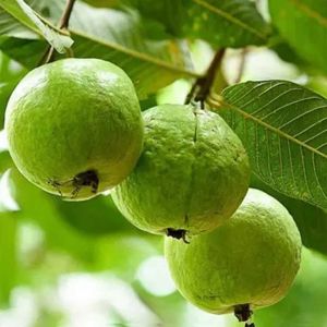 Natural Guava