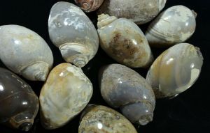 yellow snail fossil druzy agate gemstone