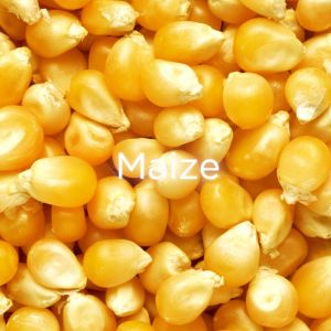 organic corn