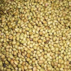 Natural Coriander Seeds