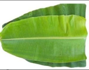 Fresh Banana Leaf