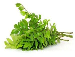 Fresh Curry Leaf