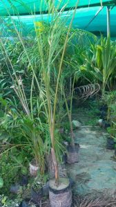 Areca Palm Plant