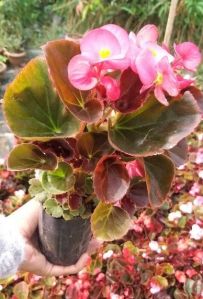 Begonia Plant