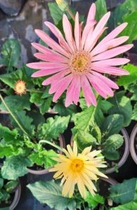 Gerbera Plant