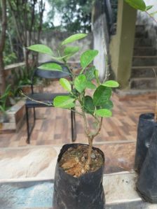 Lemon Plant