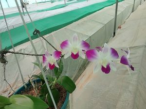 orchid plant