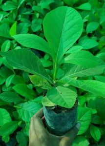 Tissue Culture Teak Plant