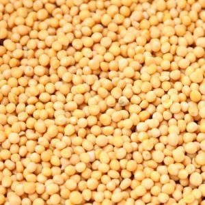 Yellow Mustard Seeds