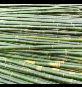 Bamboo Sticks