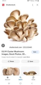 Olyster mushroom