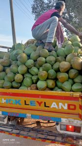 Tender Coconut Water