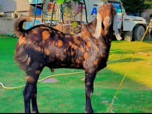 Sirohi Goat