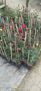 Rose Plants