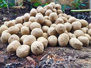 Banyan Seed Balls