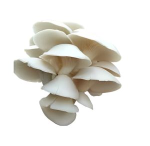 Fresh Oyster Mushroom