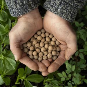 Guava Seed Balls