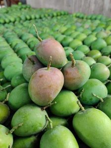 Fresh Kokan Hapus Mango