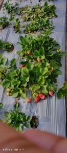 Strawberry Plants