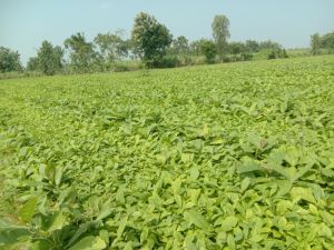 Teak Plants