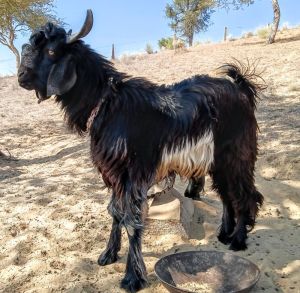 desi goat bakra