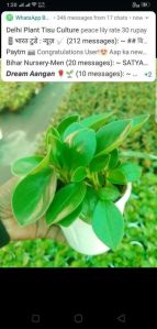 Peperomia Plant