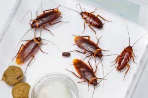 Cockroaches Pest Control Services