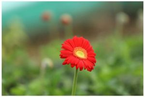 Gerbera Flower