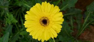 Gerbera Flower