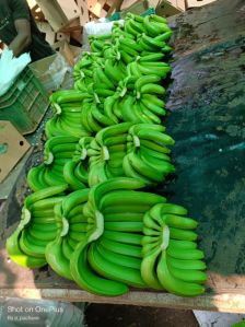 7kg box fresh banana