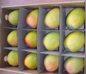 Alphonso Mangoes