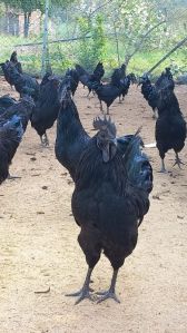 Z black Kadaknath Chicks