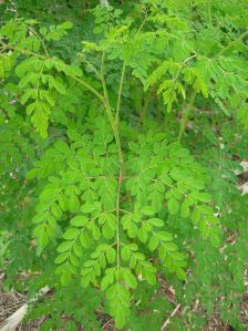 natural moringa oleifera leaves