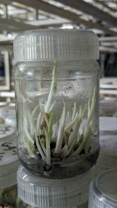 Tissue Cultured Plants