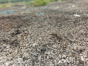 Dry Mango Seed