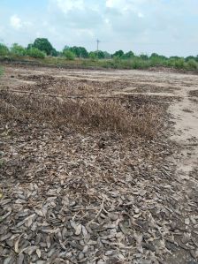 Dry Mango Seed
