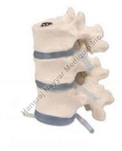 3 Thoracic Vertebrae 3D Anatomical Model