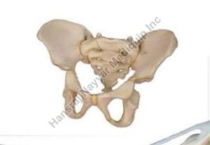 5 Year Old Child Pelvis 3D Anatomical Model