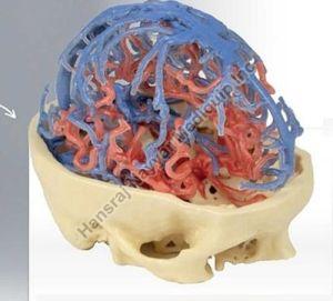 Arterial and Venous Circulation 3D Anatomical Model