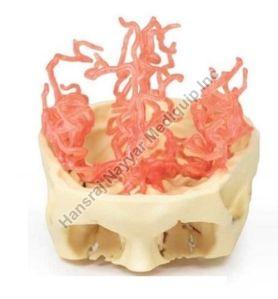 Arterial Circulation 3D Anatomical Model