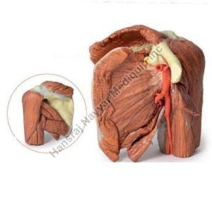 Brachial Artey 3D Anatomical Model